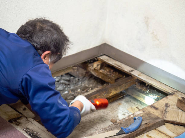 Best Same-Day Mold Removal  in Exeter, CA