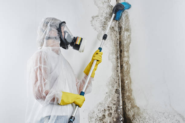 Best Mold Damage Repair  in Exeter, CA