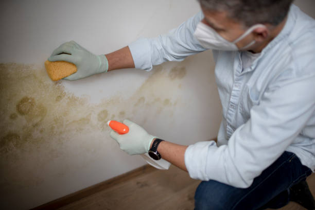 Best Residential Mold Removal  in Exeter, CA