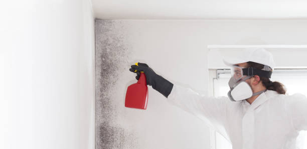 Trusted Exeter, CA Mold Removal Experts