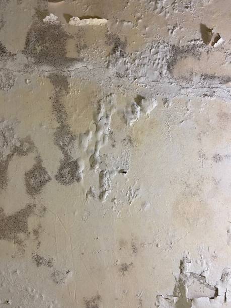 Best Mold Testing  in Exeter, CA