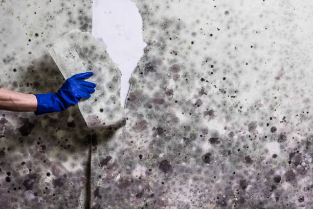 Best Commercial Mold Removal  in Exeter, CA