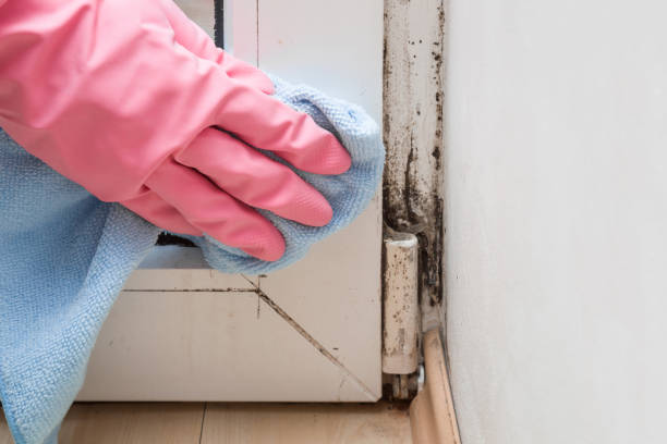 Best Black Mold Removal  in Exeter, CA