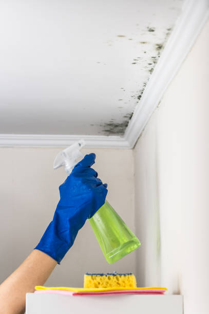 Best Attic Mold Removal  in Exeter, CA